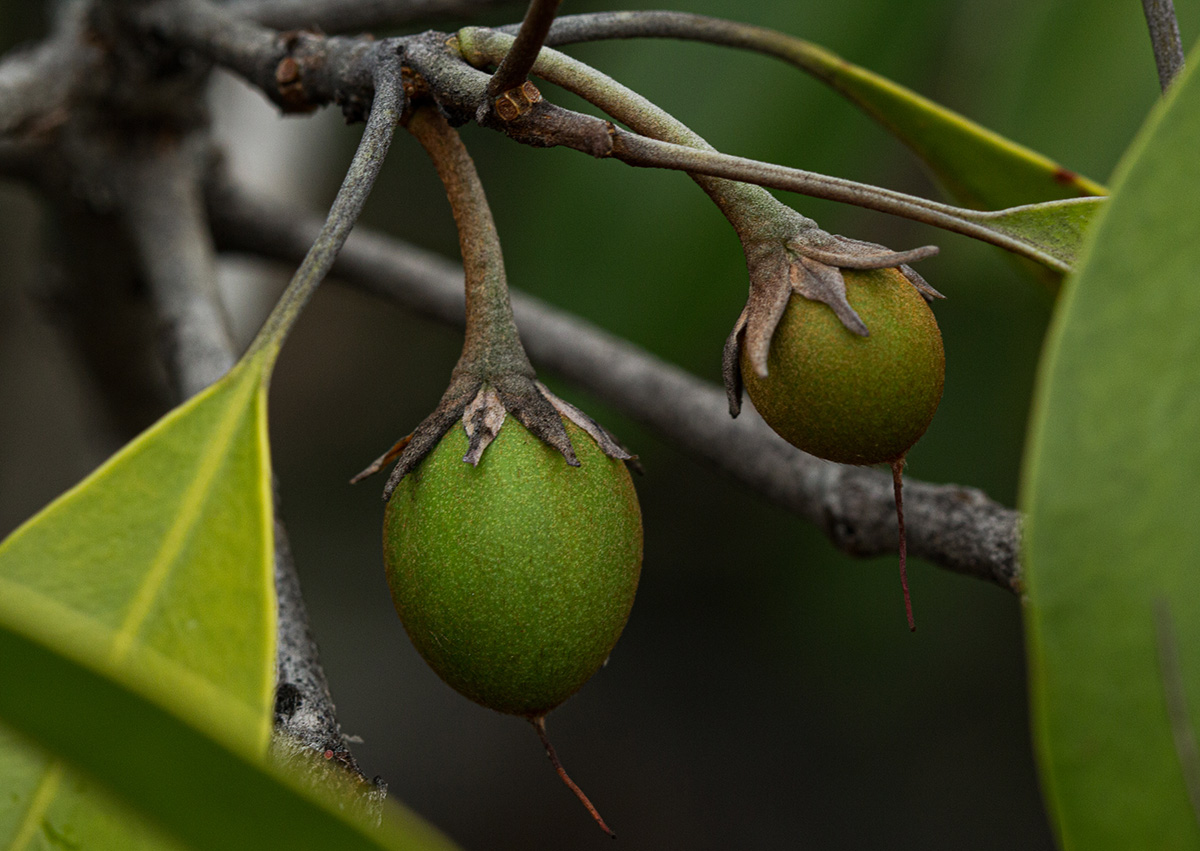 Mimusops zeyheri Mimusops zeyheri