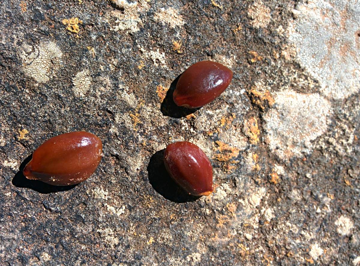 Mimusops zeyheri Mimusops zeyheri