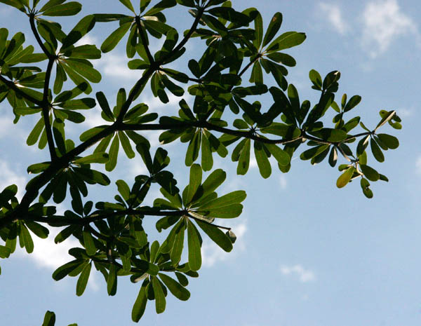 Manilkara mochisia Manilkara mochisia