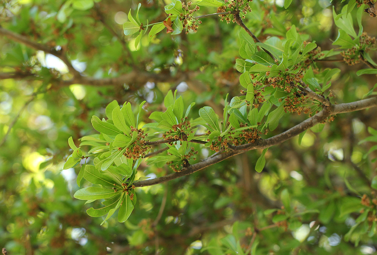 Manilkara mochisia Manilkara mochisia