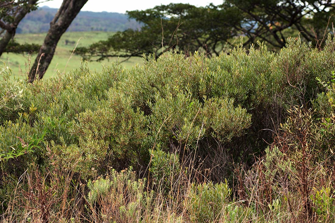 Euclea crispa subsp. crispa