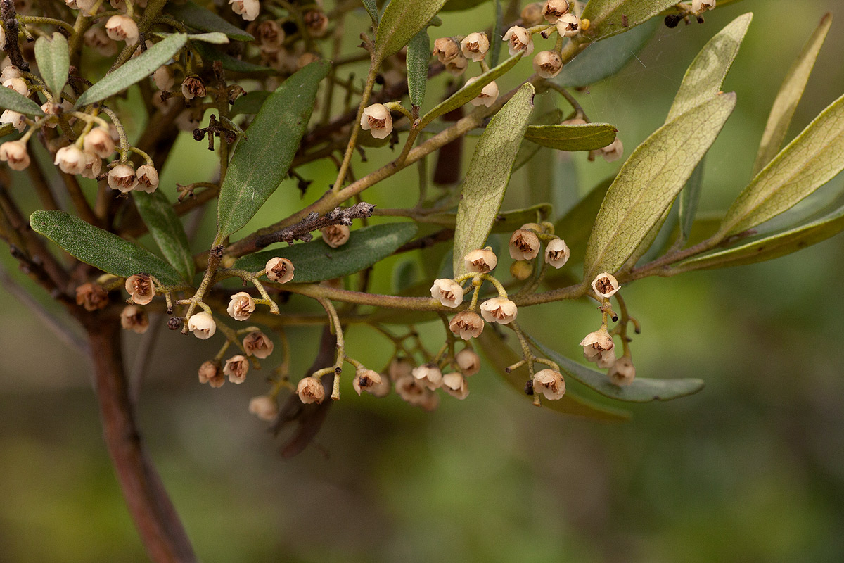 Euclea crispa subsp. crispa