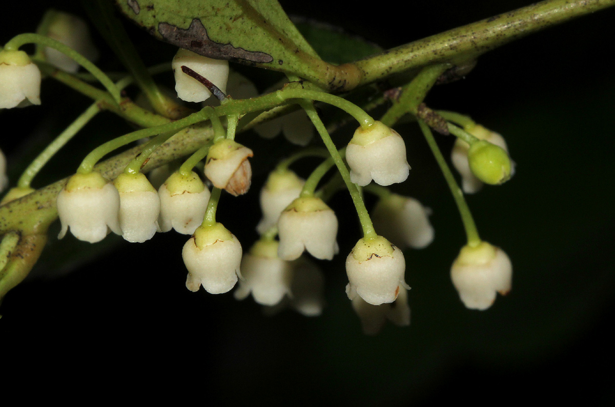 Euclea schimperi Euclea schimperi