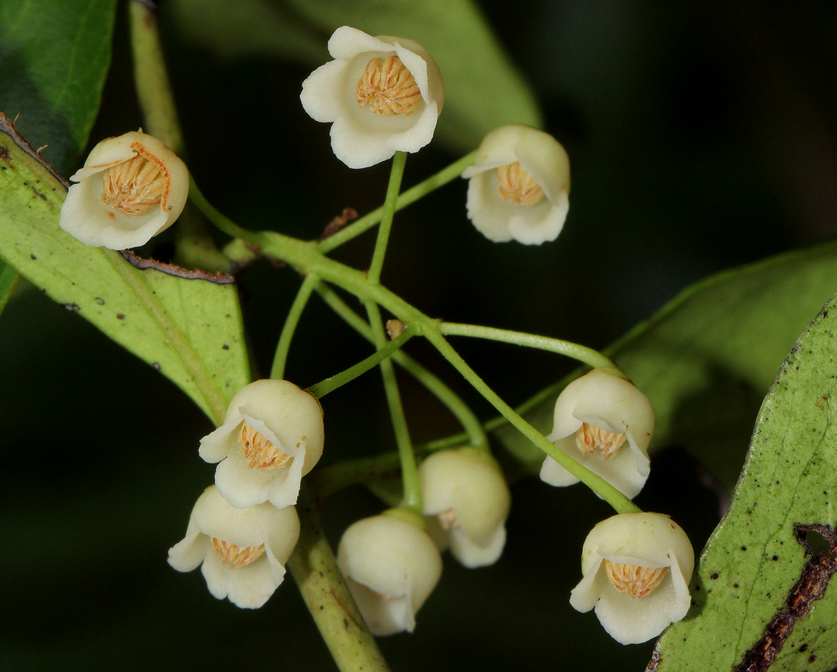 Euclea schimperi Euclea schimperi