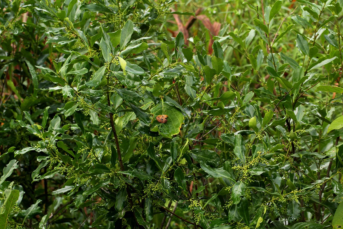 Euclea schimperi Euclea schimperi