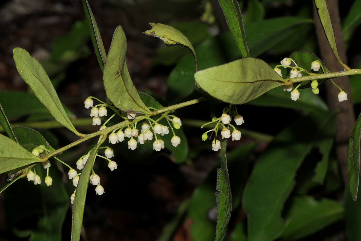 Euclea schimperi Euclea schimperi