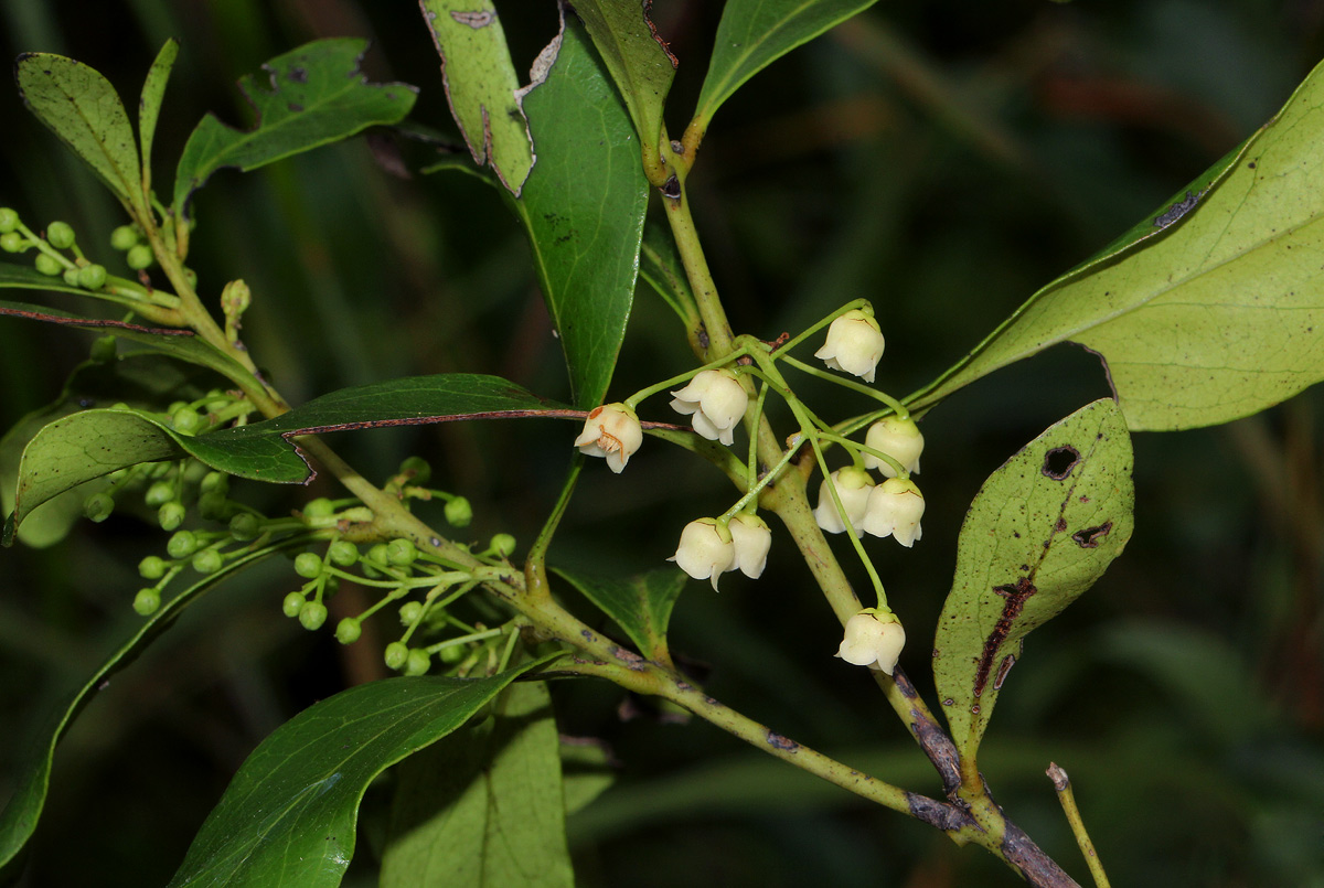 Euclea schimperi Euclea schimperi