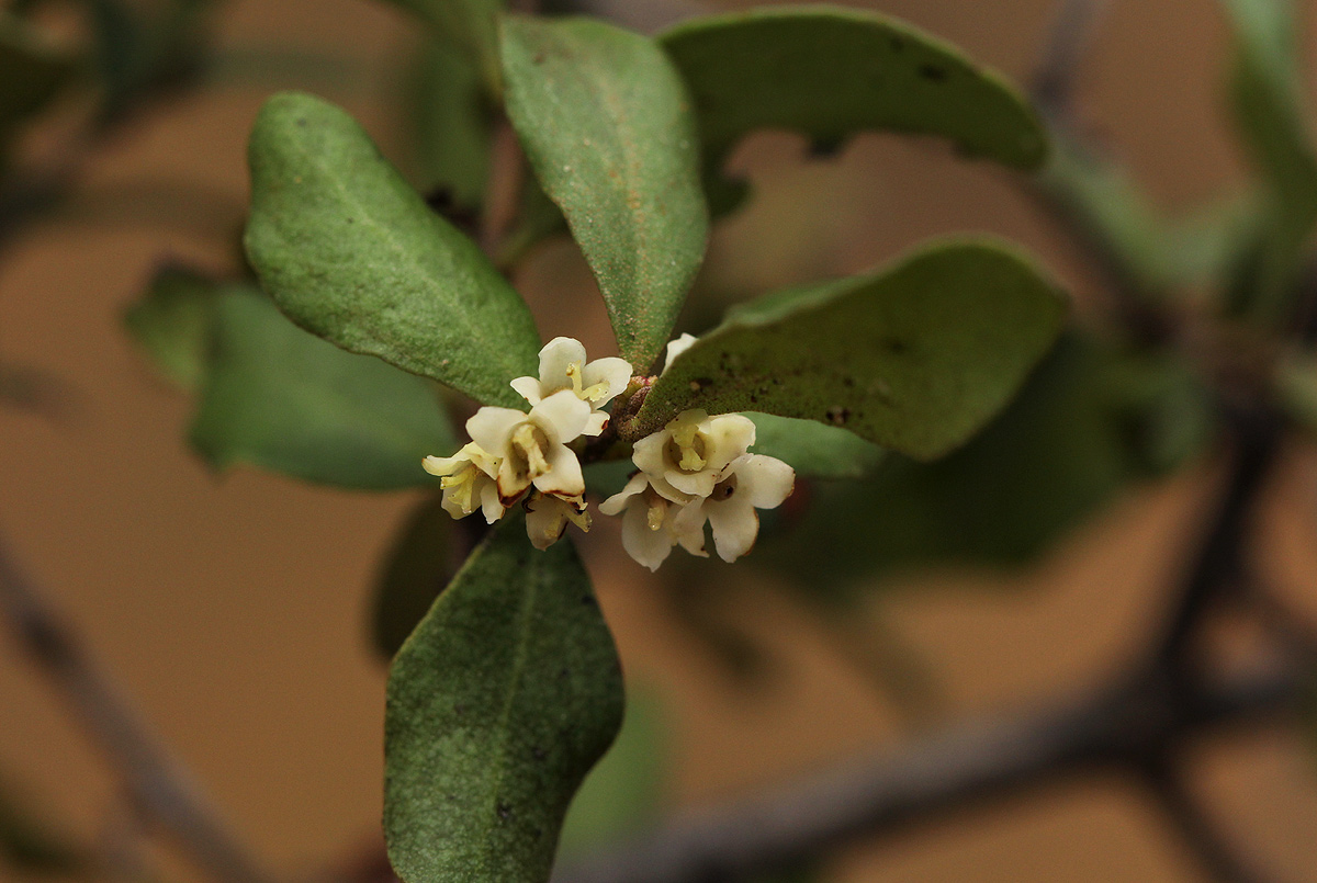 Euclea undulata Euclea undulata