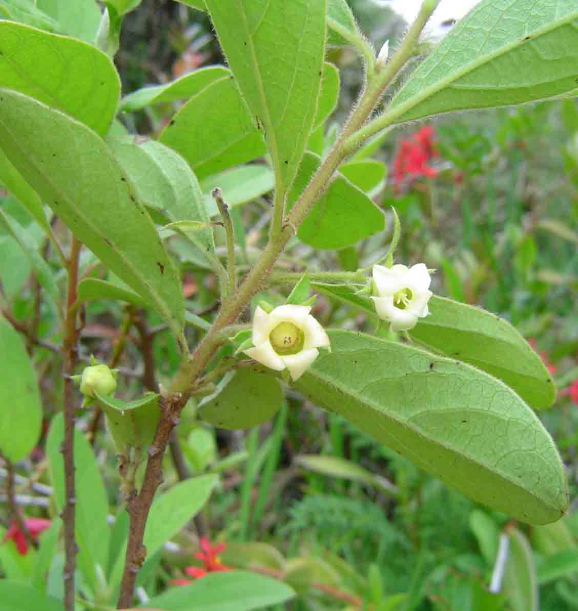 Diospyros lycioides subsp. sericea