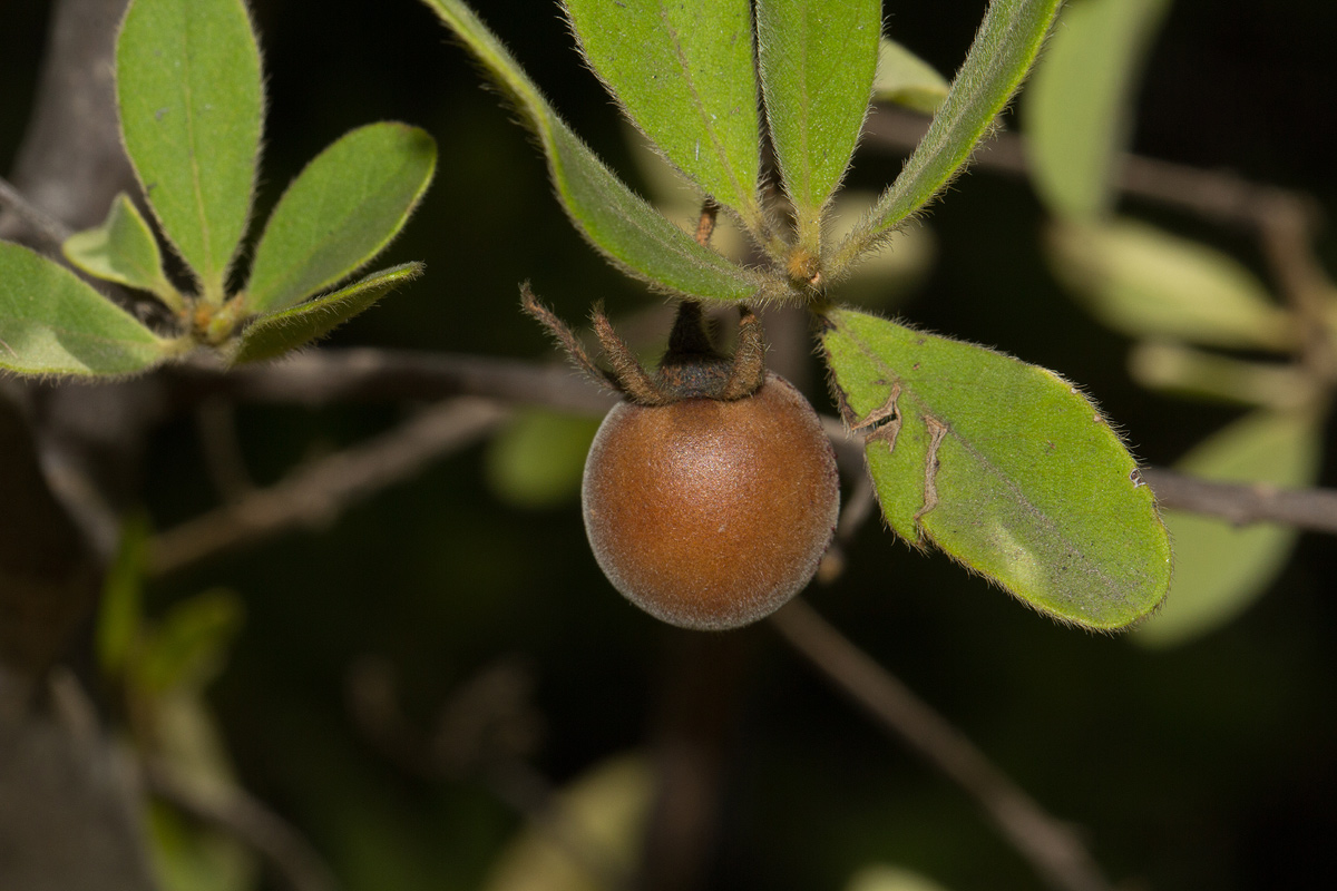 Diospyros lycioides subsp. sericea