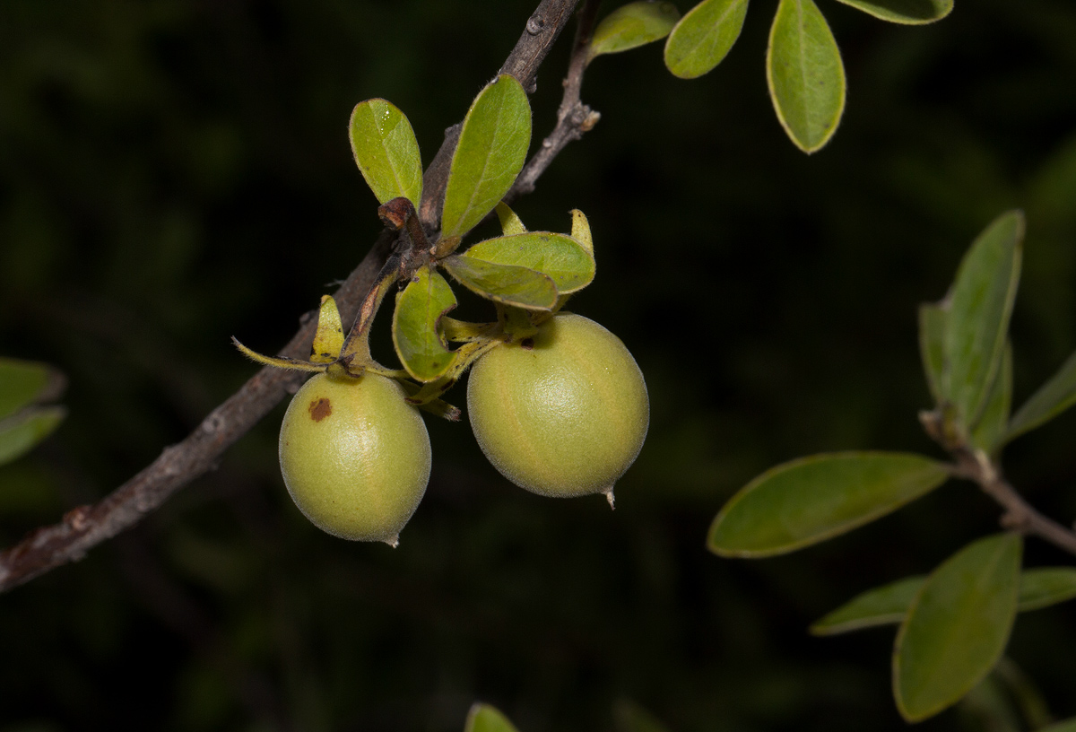 Diospyros lycioides subsp. sericea