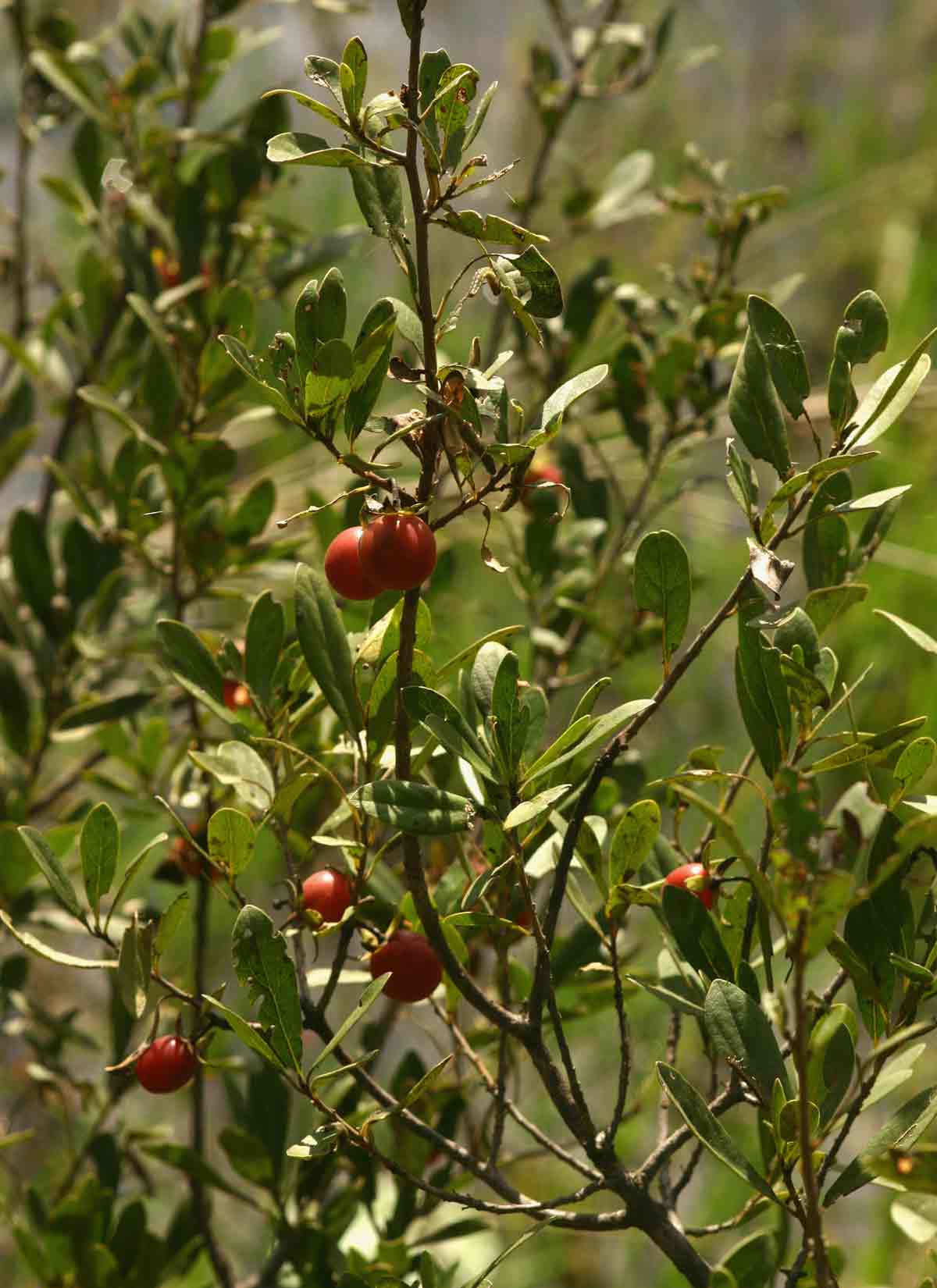 Diospyros lycioides subsp. sericea