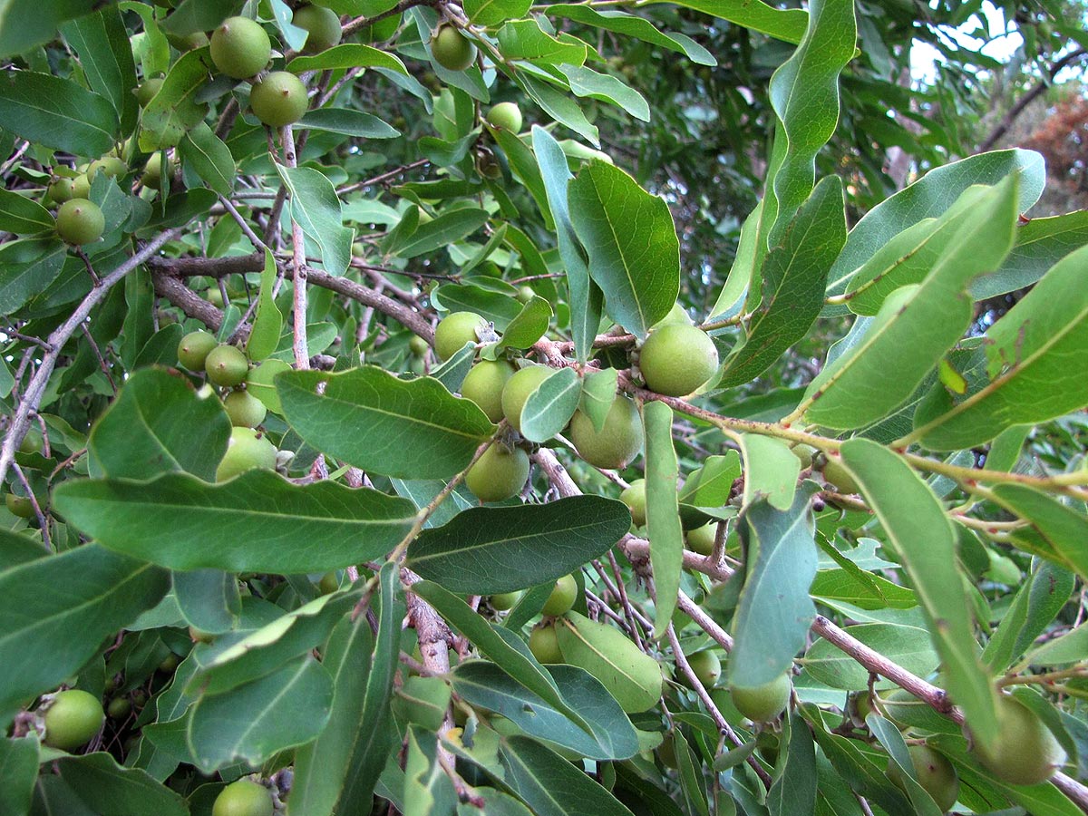 Diospyros mespiliformis
