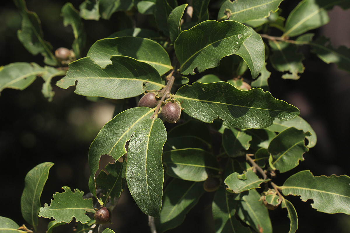Diospyros mespiliformis