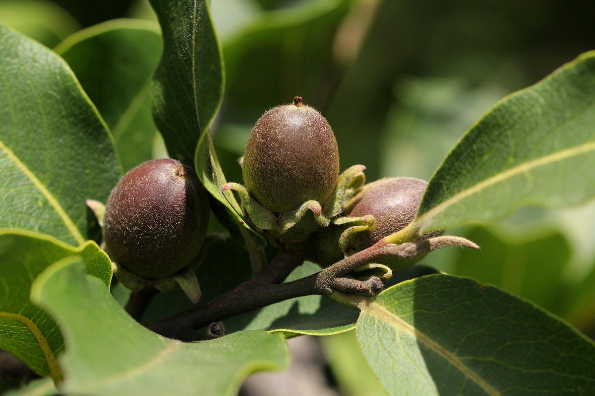 Diospyros mespiliformis