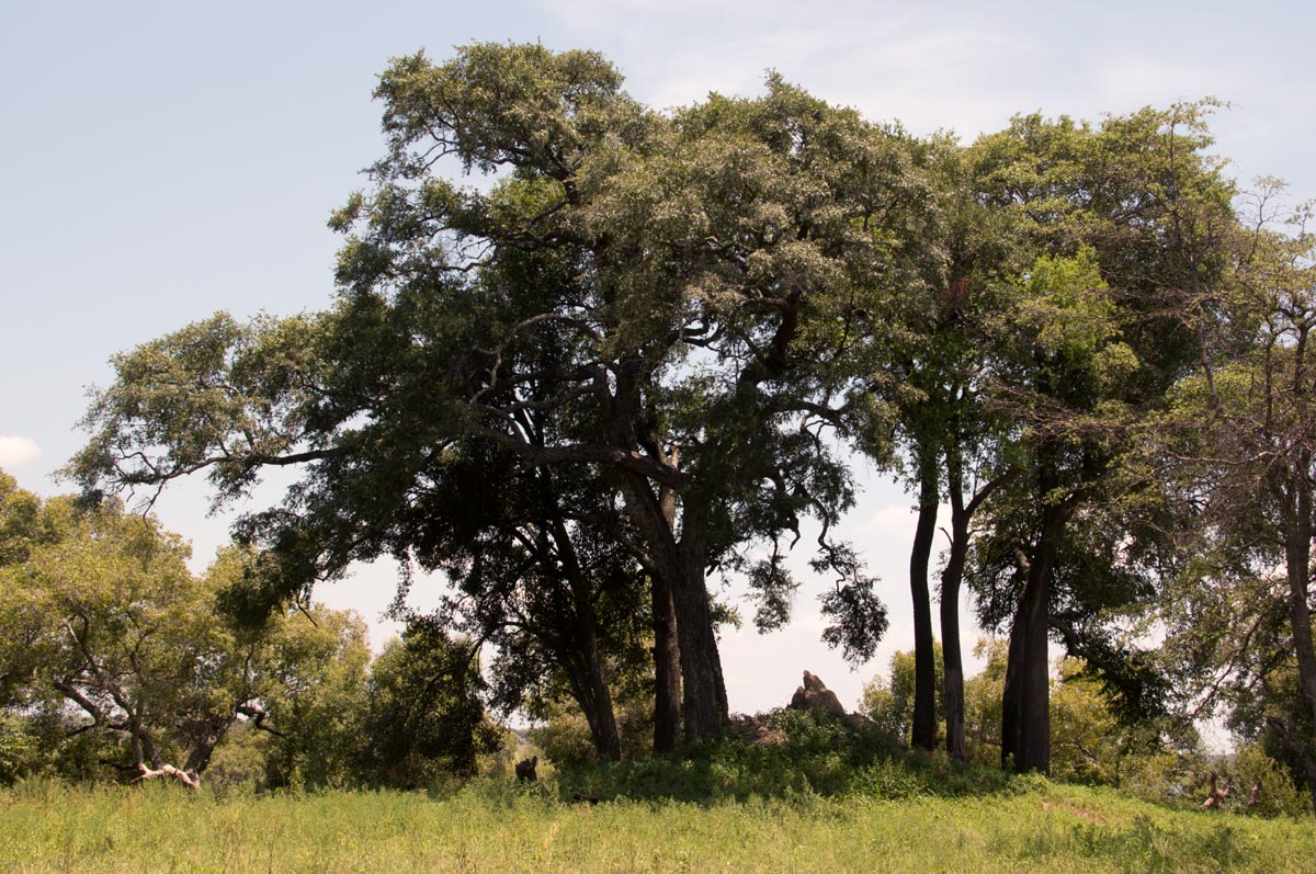 Diospyros mespiliformis