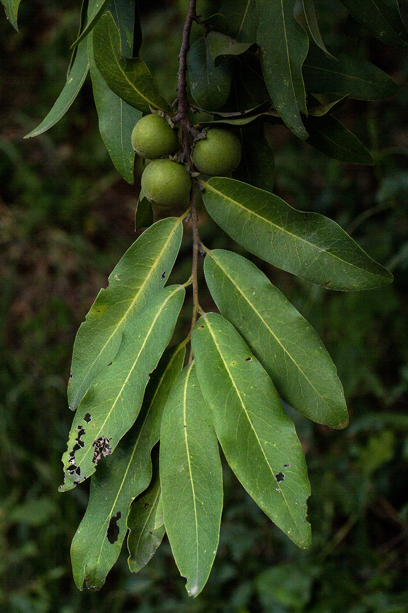 Diospyros mespiliformis