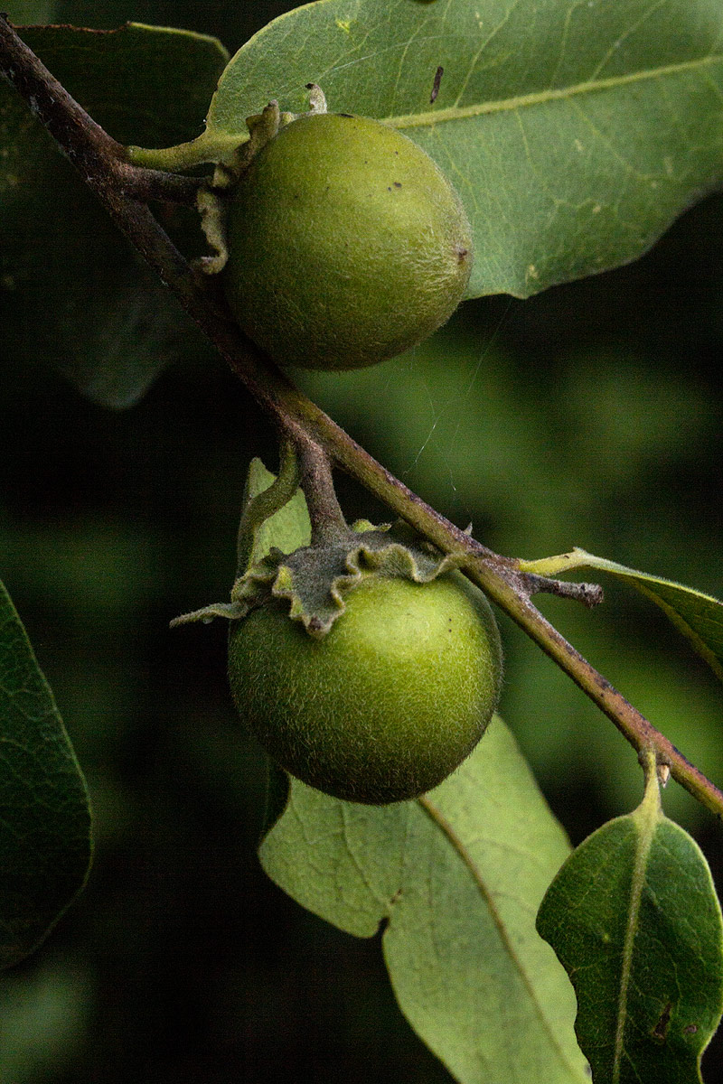 Diospyros mespiliformis
