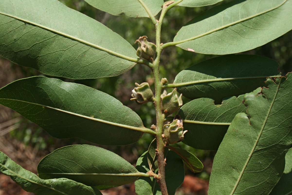 Diospyros mespiliformis Diospyros mespiliformis