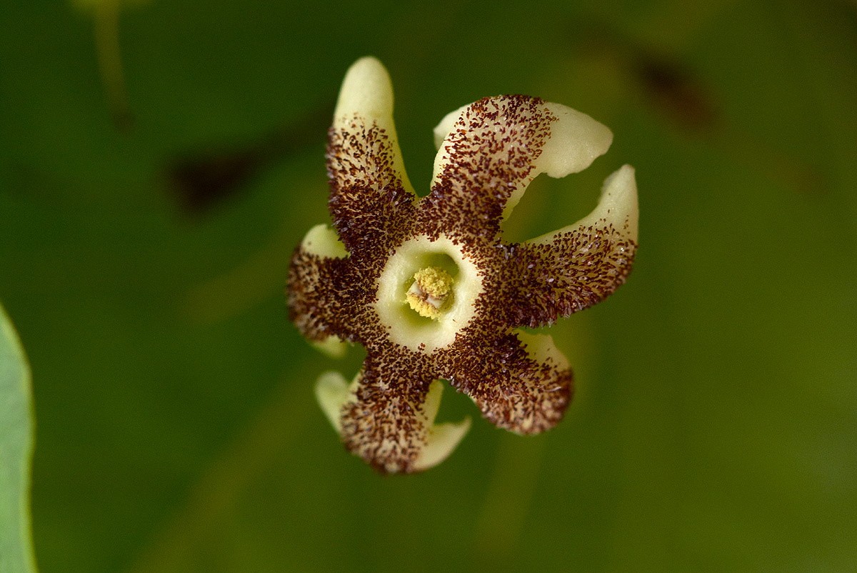 Schrebera trichoclada Schrebera trichoclada