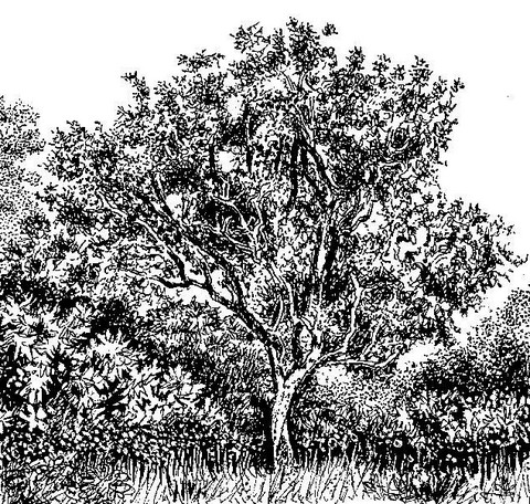 Schrebera trichoclada Schrebera trichoclada