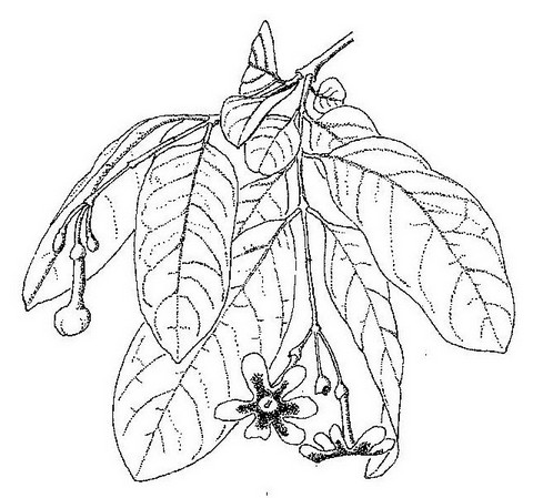 Schrebera trichoclada Schrebera trichoclada