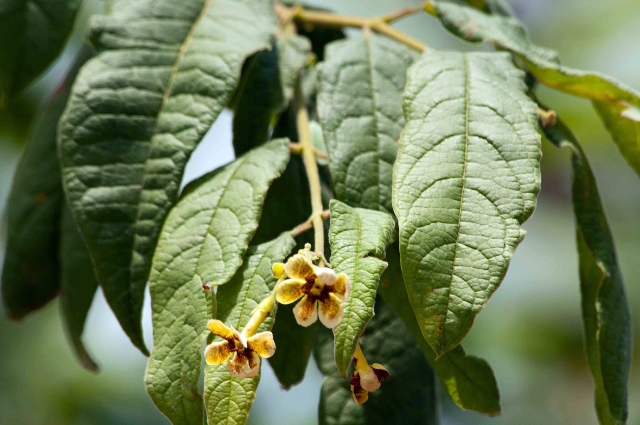 Schrebera trichoclada Schrebera trichoclada