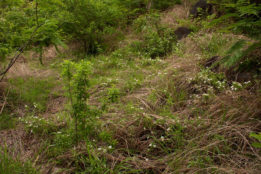 Jasminum stenolobum Jasminum stenolobum