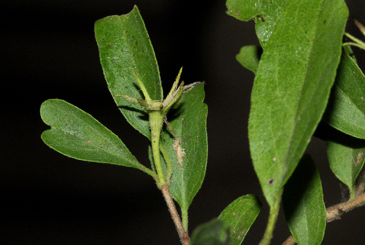 Jasminum stenolobum Jasminum stenolobum