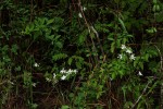 Jasminum stenolobum