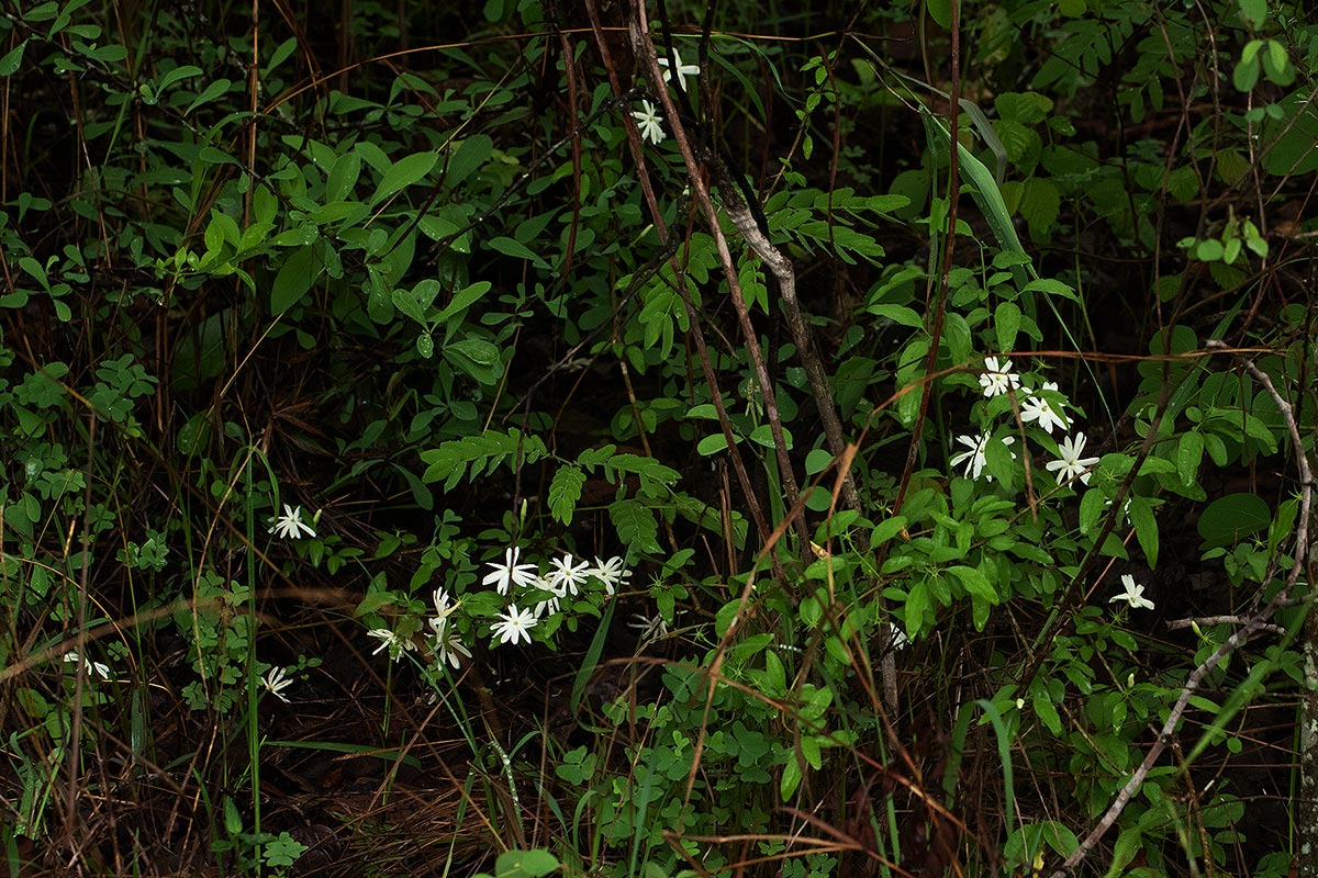 Jasminum stenolobum