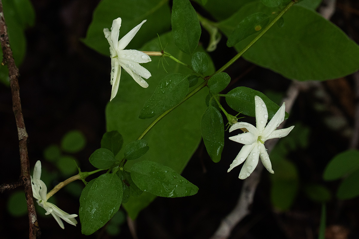 Jasminum stenolobum Jasminum stenolobum