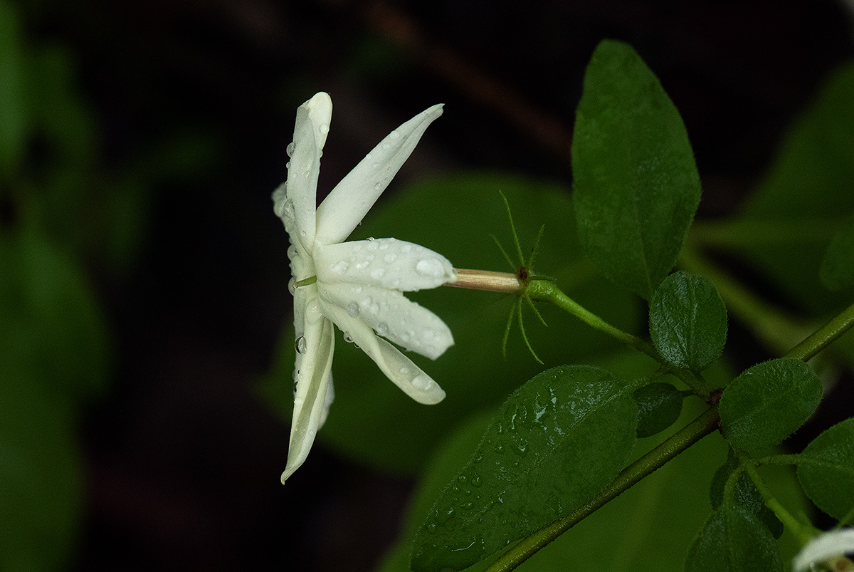 Jasminum stenolobum Jasminum stenolobum