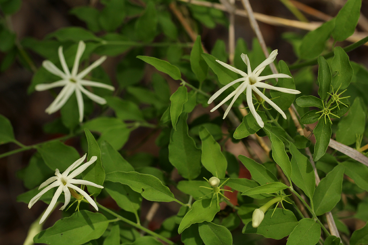 Jasminum stenolobum Jasminum stenolobum