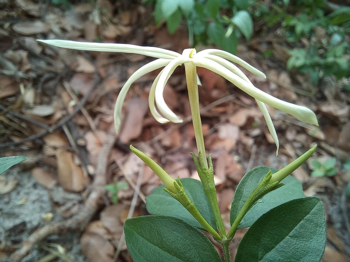 Jasminum streptopus Jasminum streptopus