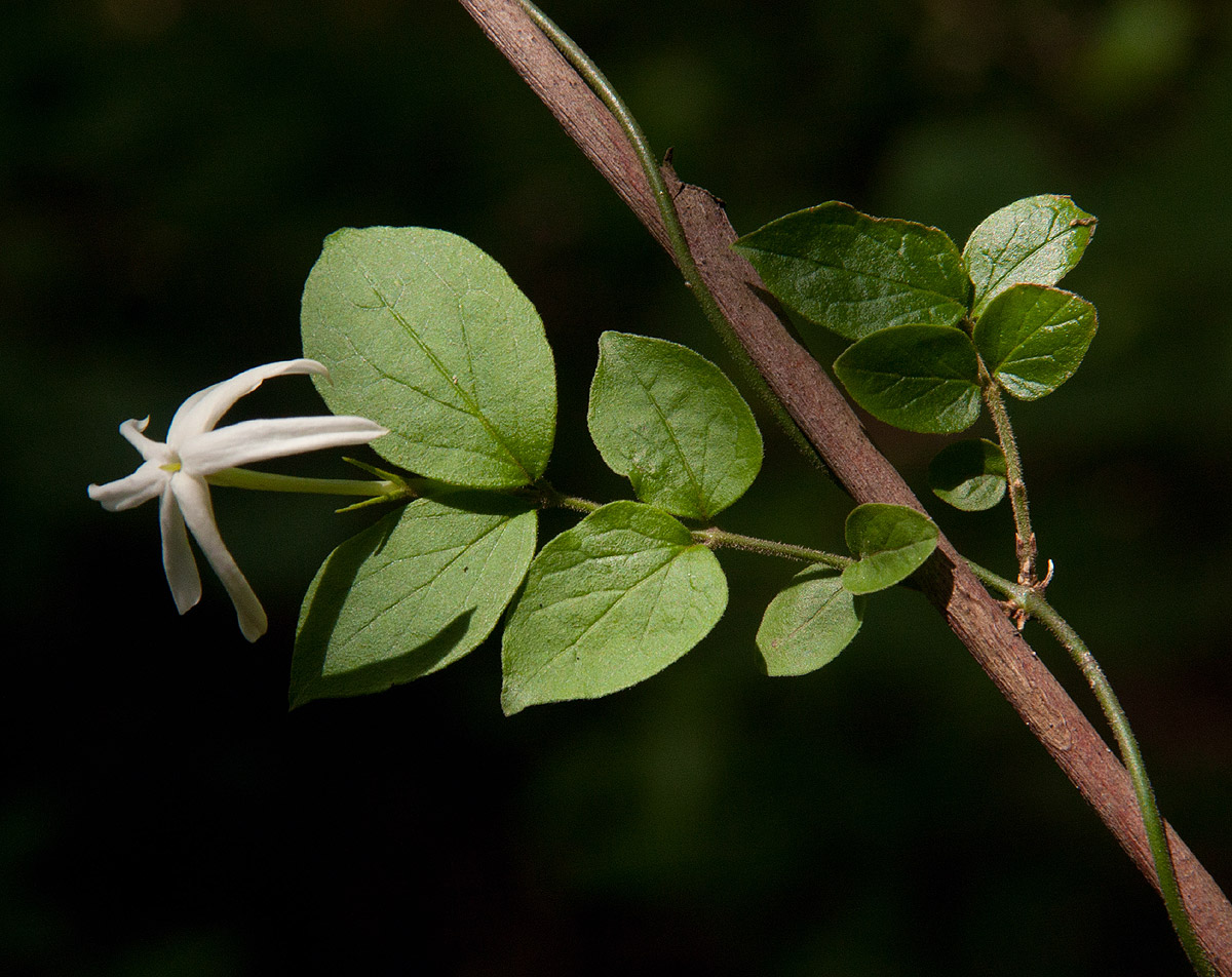 Jasminum streptopus Jasminum streptopus