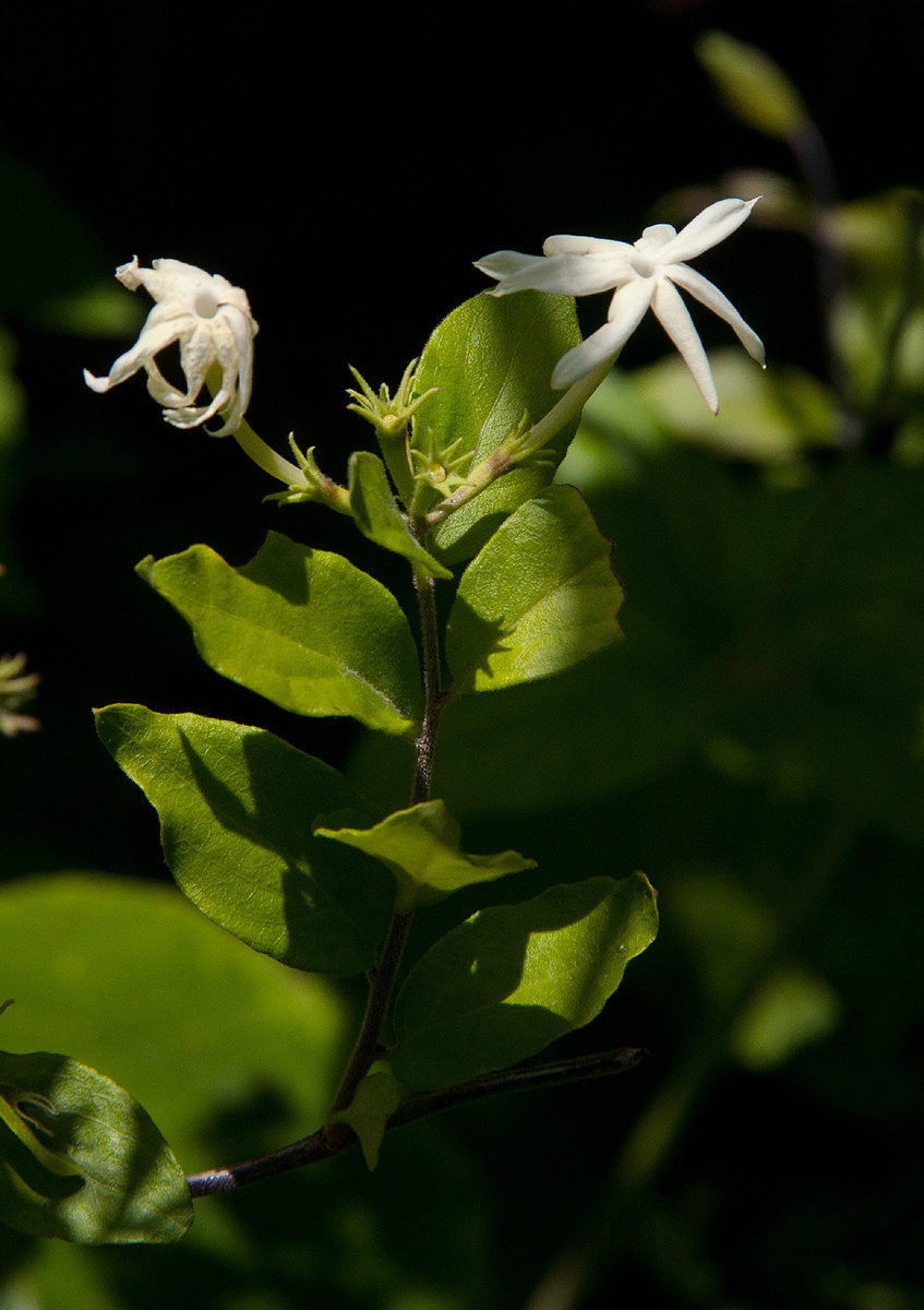 Jasminum streptopus Jasminum streptopus