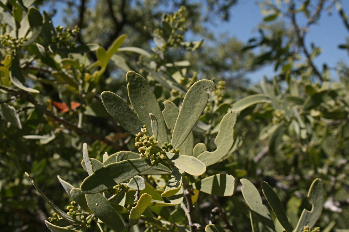 Salvadora australis Salvadora australis