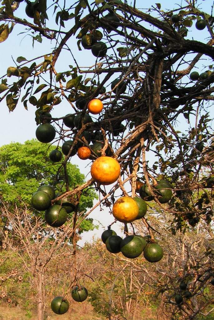 Strychnos cocculoides Strychnos cocculoides