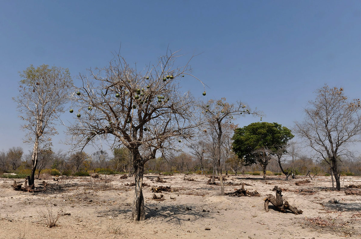 Strychnos cocculoides Strychnos cocculoides