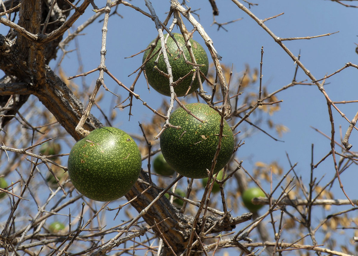 Strychnos cocculoides Strychnos cocculoides