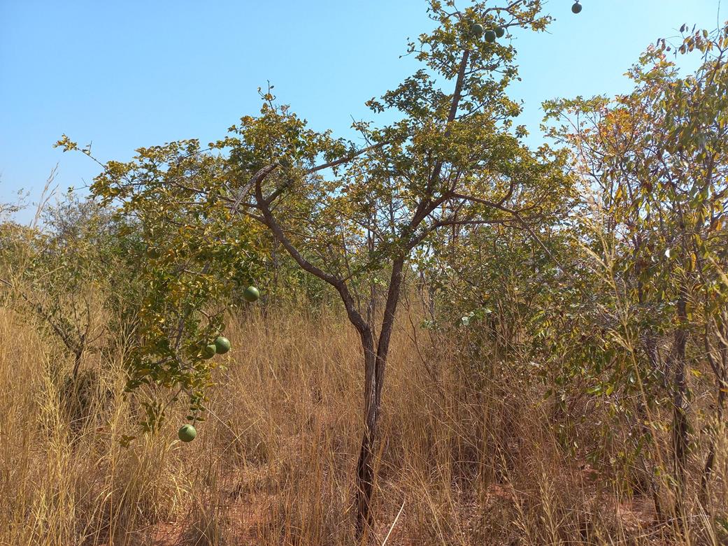 Strychnos cocculoides Strychnos cocculoides