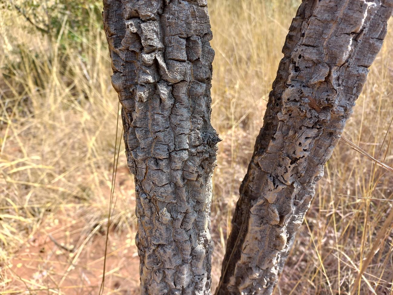 Strychnos cocculoides Strychnos cocculoides