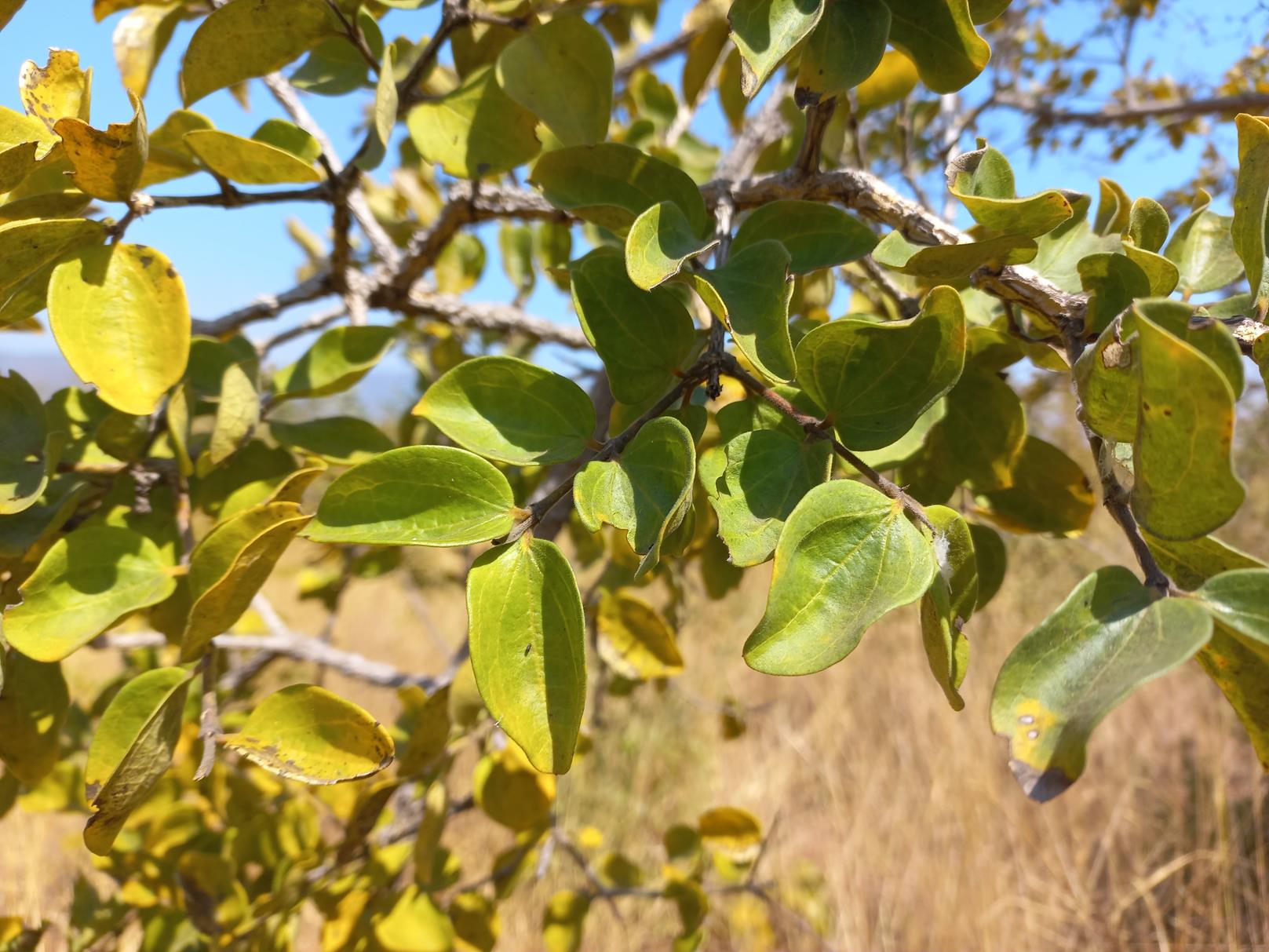 Strychnos cocculoides Strychnos cocculoides