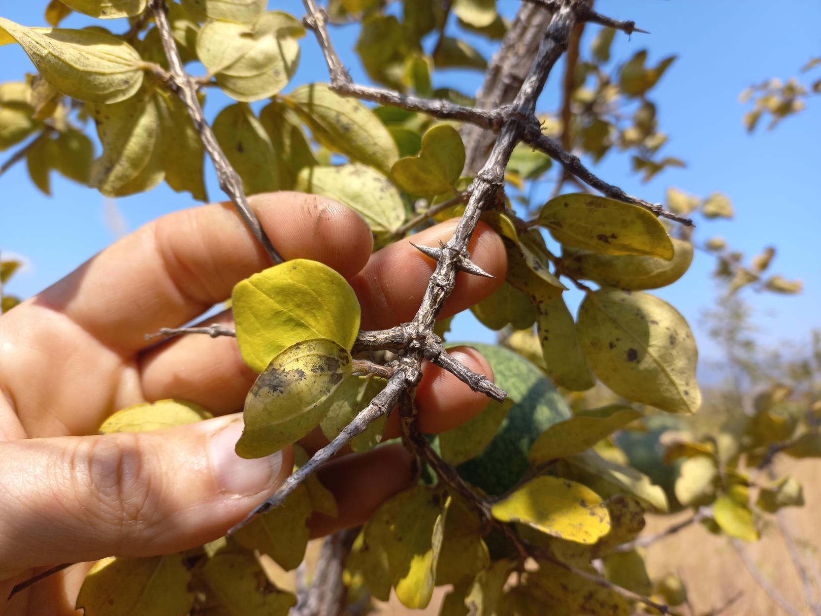 Strychnos cocculoides