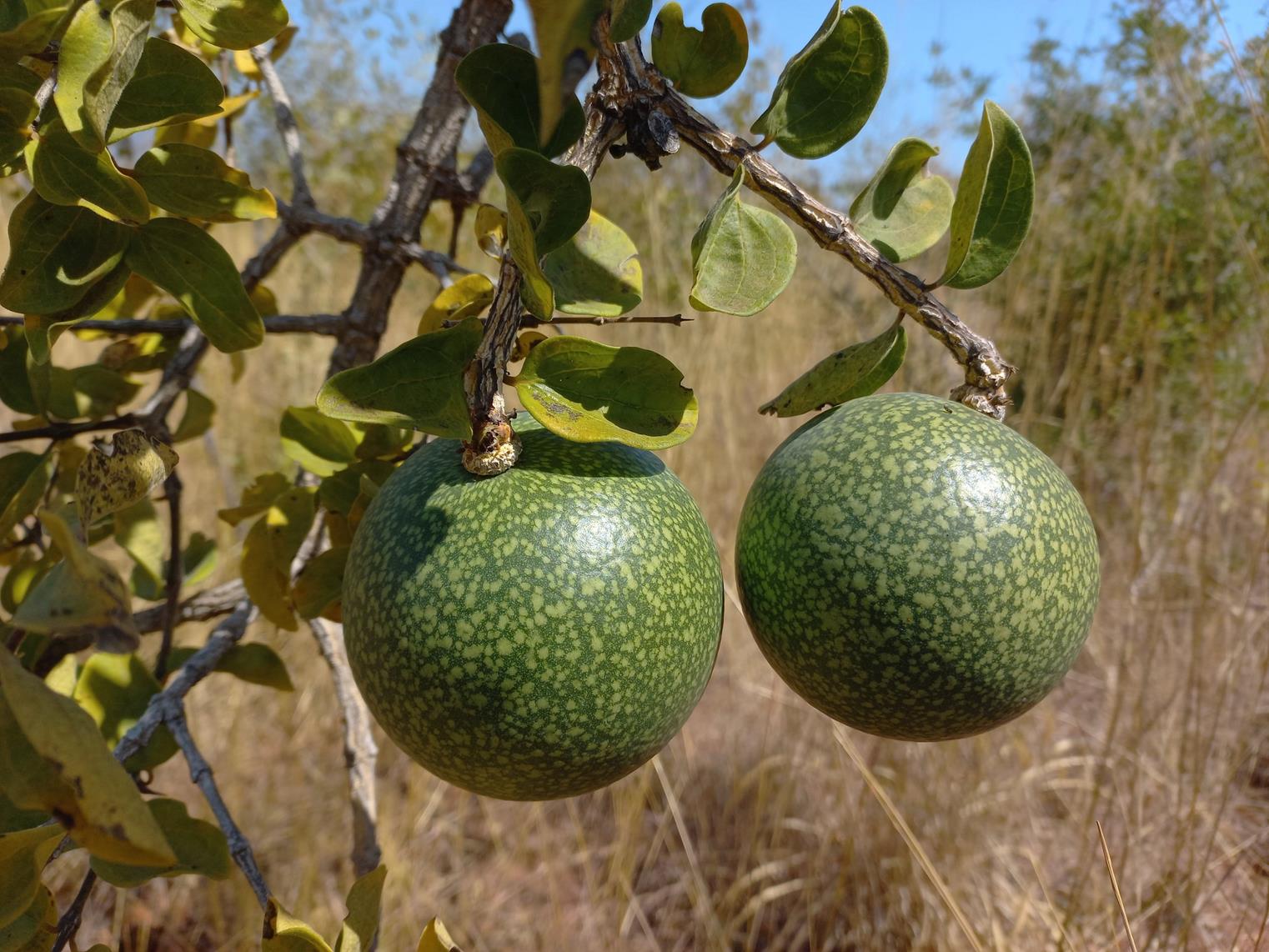 Strychnos cocculoides Strychnos cocculoides