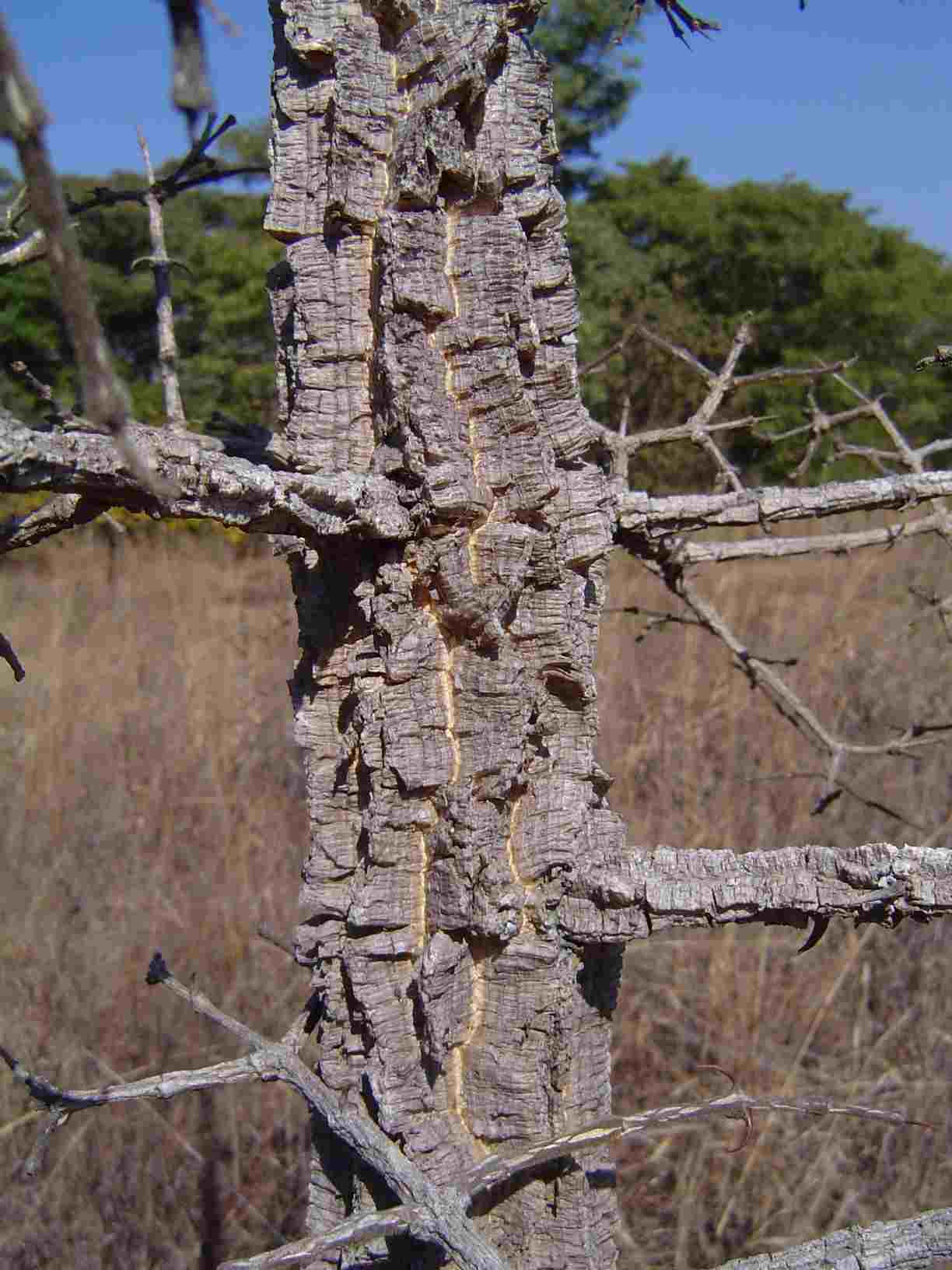 Strychnos cocculoides