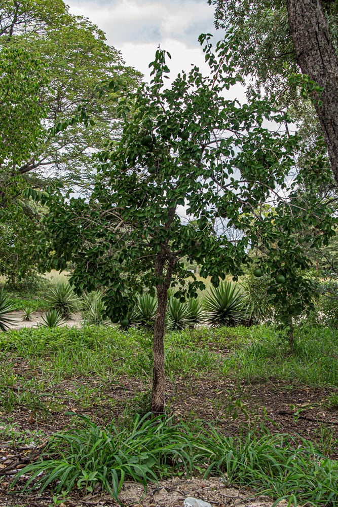 Strychnos cocculoides