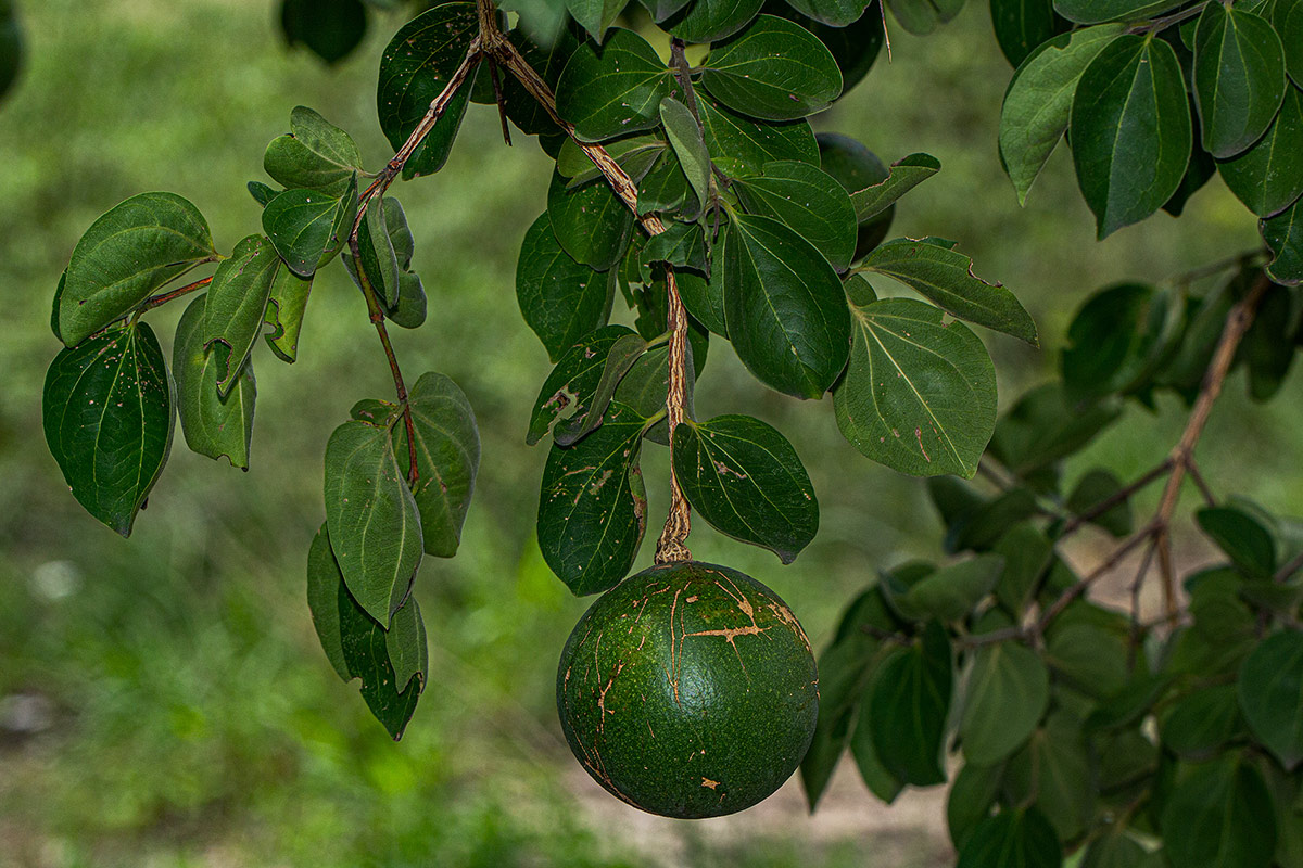Strychnos cocculoides