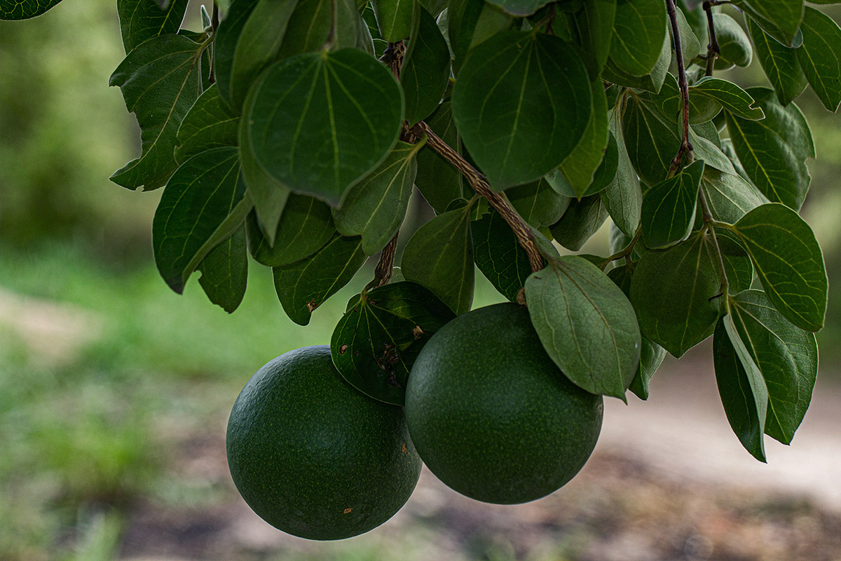 Strychnos cocculoides